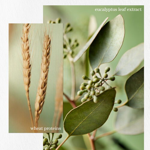 Hydrate Sheer Shampoo - PUREOLOGY BLACK FRIDAY | L'Oréal Partner Shop